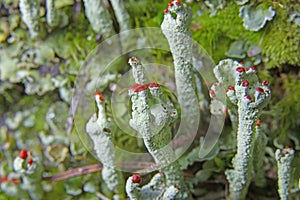 Cladonia coccifera or madame\'s cup lichen is a species of fruticose, cup lichen in the family Cladoniaceae