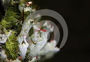 Cladonia coccifera or madame\'s cup lichen is a species of fruticose, cup lichen in the family Cladoniaceae