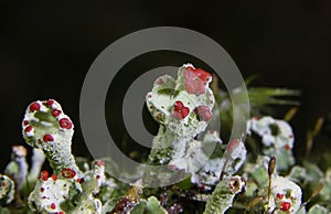 Cladonia coccifera or madame\'s cup lichen is a species of fruticose, cup lichen in the family Cladoniaceae