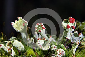 Cladonia coccifera or madame\'s cup lichen is a species of fruticose, cup lichen in the family Cladoniaceae