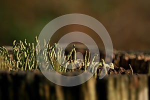 Cladonia coniocraea, commonly known as the common powderhorn or the powderhorn cup lichen on the log, stem wood, wooden post