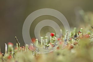 Cladonia cristatella or british soldier lichen close up