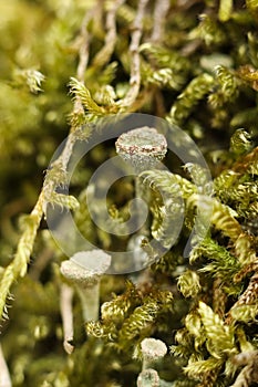 Cladonia fimbriata or the trumpet cup lichen growing on a mossy tree trunk in the forest