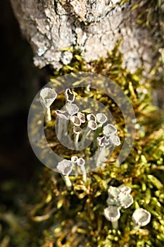 Cladonia fimbriata or the trumpet cup lichen growing on a mossy tree trunk in the forest