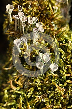 Cladonia fimbriata or the trumpet cup lichen growing on a mossy tree trunk in the forest