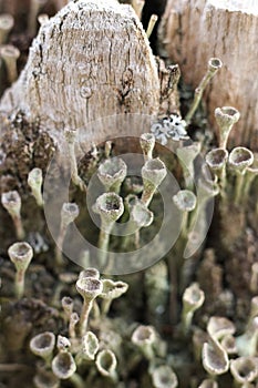 Cladonia fimbriata or the trumpet cup lichen growing on a tree trunk in the forest