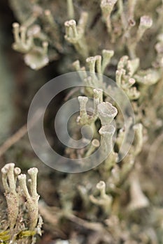 Cladonia fimbriata or the trumpet cup lichen growing on a tree trunk in the forest