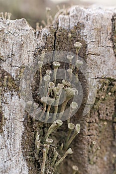 Cladonia fimbriata or the trumpet cup lichen growing on a tree trunk in the forest