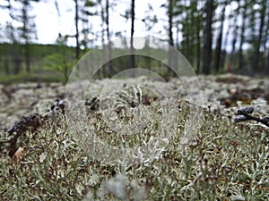 Cladonia lichen close-up in the forest, in the wild taiga. Light bushy lichen species. Reindeer moss. Selective focus