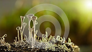 Cladonia lichen in forest, horizontal