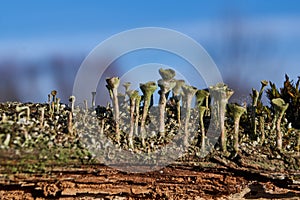 Cladonia lichen lat. Cladonia on rotting wood.