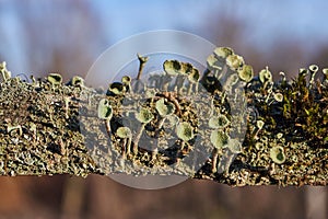 Cladonia lichen (lat. Cladonia) on rotting wood.