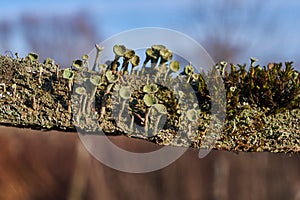 Cladonia lichen (lat. Cladonia) on rotting wood.