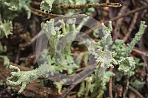 Cladonia Lichen in Scotland.