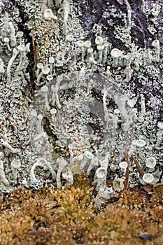 Cladonia Lichen in Sphagnum bog in the Cairngorms National Park.