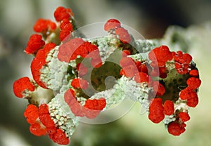 Cladonia pleurota lichen in Connecticut.