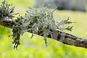 Cladonia Rangiferina Lichen Growing On Wood