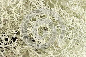 Cladonia rangiferina pattern. Reindeer lichen texture background