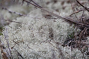 Cladonia rangiferina or reindeer lichen or reindeer moss or caribou moss. Microscopic lichen symbiosis of cyanobacteria and fungi