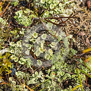 Cladonia sp.