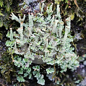 Cladonia Species Lichen photo