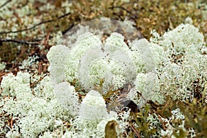 Cladonia stellaris lichen