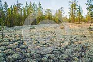 Cladonia stellaris in the polar forest.