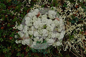 Cladonia stellaris or the star-tipped cup lichen