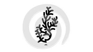 cladophora glomerata seaweed glyph icon animation