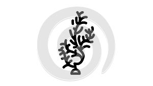 cladophora glomerata seaweed line icon animation