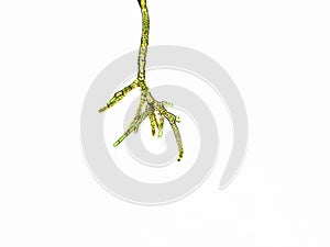 Cladophora sp. algae under microscopic view, Green algae