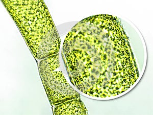Cladophora sp. green algae under microscopic view