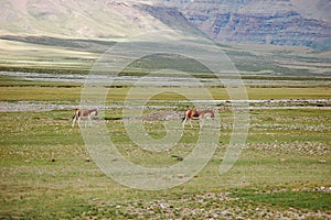 Clags grazing in the green steppe with grass and stones on a sunny day