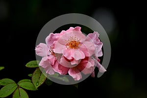 Clair Matin rose photo