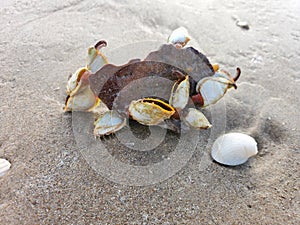 Clam Fam in the Sand