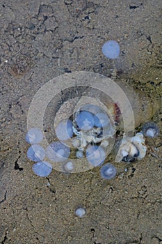 A clam living in Siberia viviparous luzhanka Viviparus viviparus . Clam giving birth for its progeny in under water