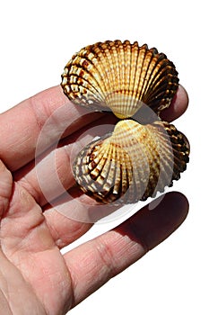 seashell of bivalve mollusc held in adult man left hand on white background, upper view
