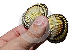 seashell of bivalve mollusc held in adult man left hand on white background, upper view