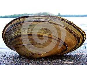 Shell