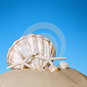 shell on the beach