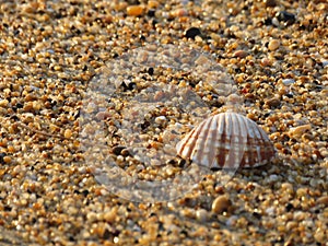 Clam shell on the beach washed away by the waves