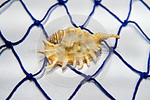 Clam shell in the fishing net on white background