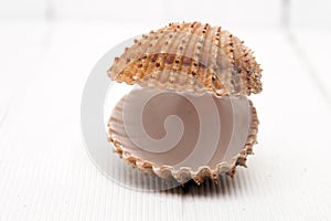 shell isolated