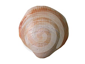 Shell on a white background and in png format