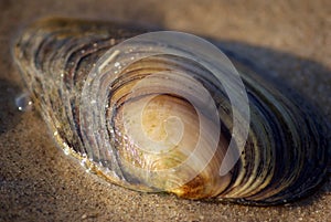 shell on the sand at water edge