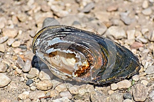 Clam Shell on Shoreline of Beach