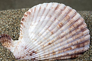 Clam shell texture, close-up, macro, naturel colors.
