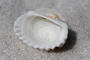 Clam Shell on a White Sand Beach in the Summer