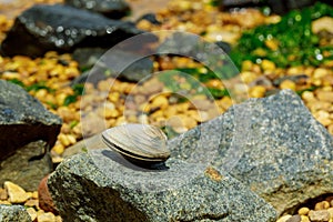 Clam shells lying on rock on the beach. Soft focus