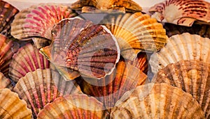 Clam shells at a market